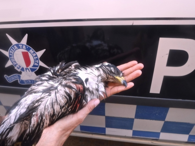 Unfortunately, the Honey Buzzard did not make it. Photo: http://steviehaston.blogspot.com.mt