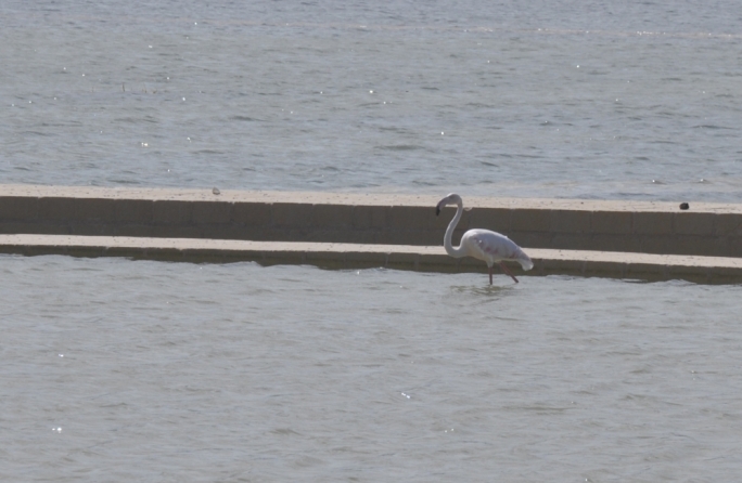 Flamingo in Salina