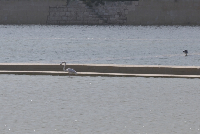 Flamingo in Salina