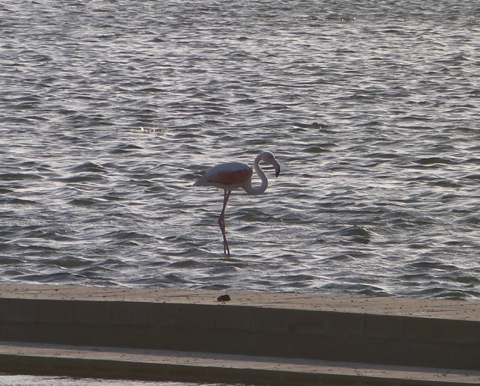Flamingo in Salina salt pans, 1 April 2015