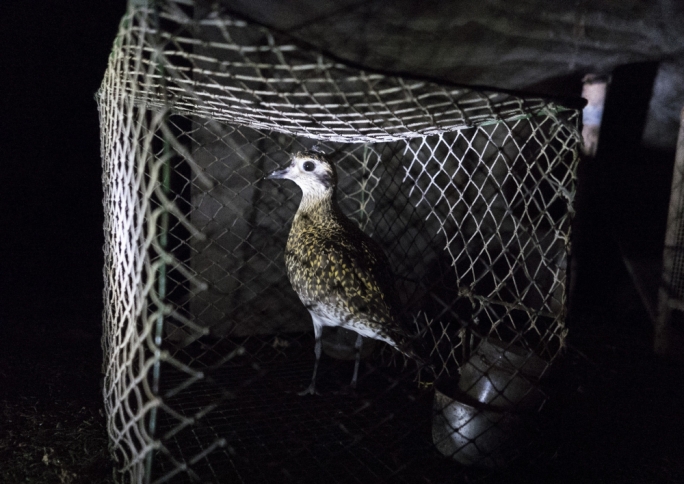 Update 2 | Malta reaches EC agreement on trapping, BirdLife questions legal changes