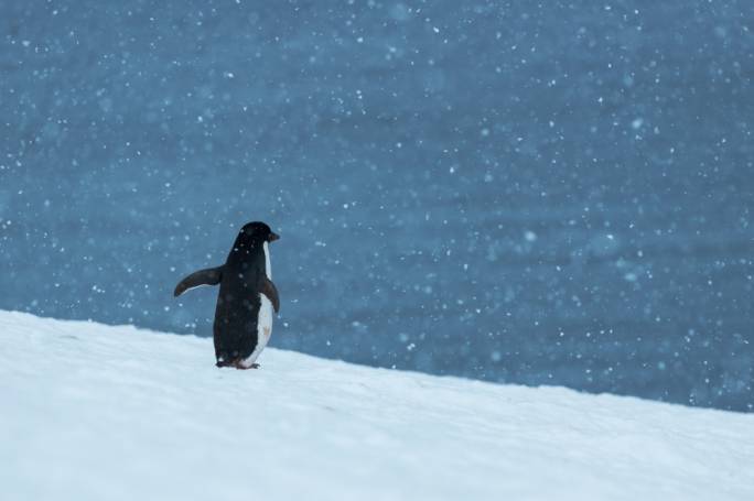 One of the largest Adélie penguin colonies in Antarctica is situated in Hope Bay on Trinity Peninsula, which is the northernmost part of the Antarctic Peninsula
