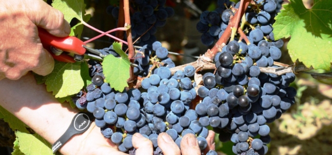 All of Delicata's grapes are handled gently and hand-picked into small crates.
