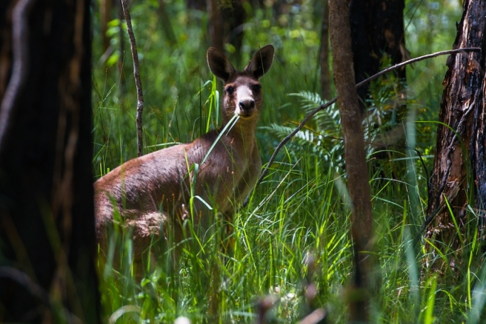 Kangaroos and koalas can also be spotted in the national parks of Noosa