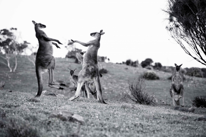 Emus, euros and kangaroos graze in these lands side by side with endangered yellow tailed wallabies