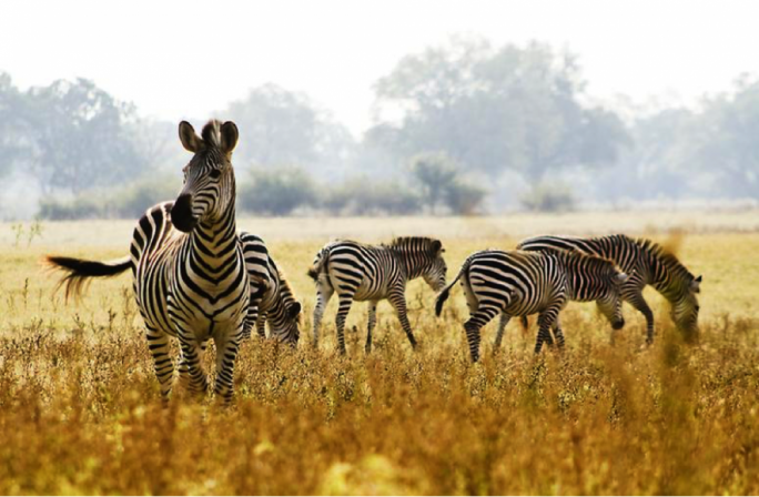 The types of animals you can view in Kenya include antelopes, giraffes, buffalos, zebras, hippos, warthogs and many other herbivores • Photo: Alienadv.com
