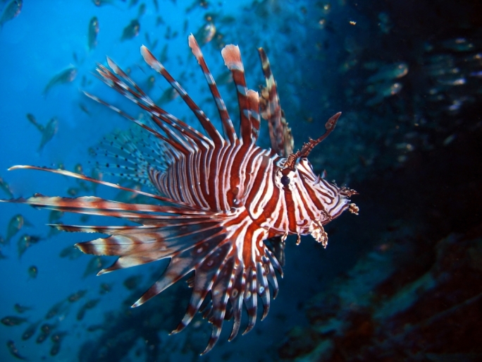 Lionfish