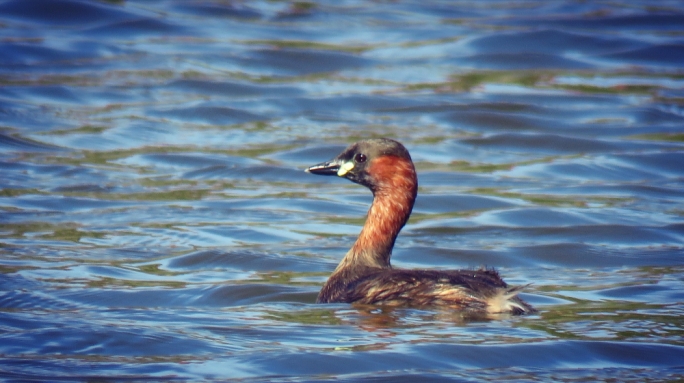 Little Grebe at BirdLife Malta’s Ghadira Nature Reserve. Photo by Jonathan Caruana