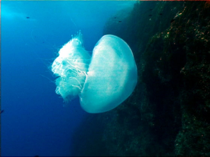 Nomadic Jellyfish