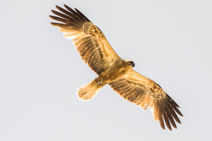 Those of you who love bird watching are also in for a treat as you can find many species of birds, including migratory species like terns, which come in from China, Alaska and the north Pacific