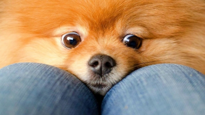 What if our prize Pomeranian suddenly decides it’s gender-neutral, what then? What will happen to the cats on campus, will they die out, if they soak up too much of this ‘gender-fluidity’ academic nonsense?