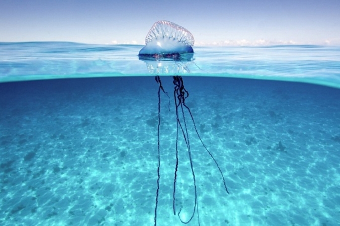 Portuguese man o'war