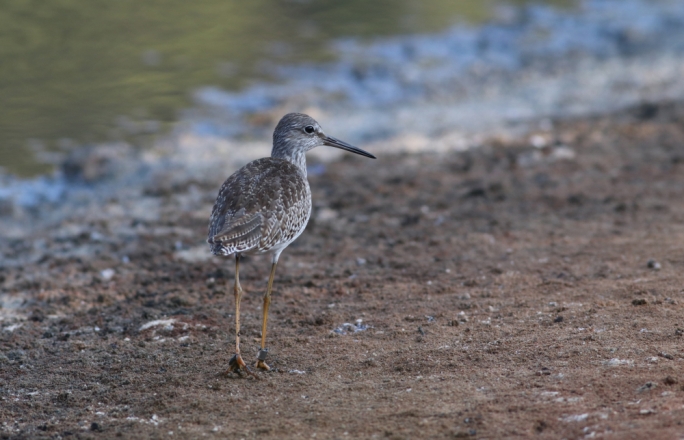 Redshank at Ghadira Nature Reserve. Photo by Aron Tanti