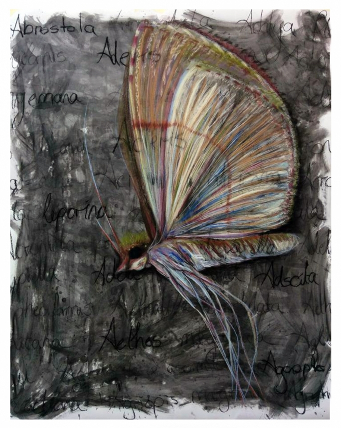 Abrostola Aderis Adscita by Sara Pace