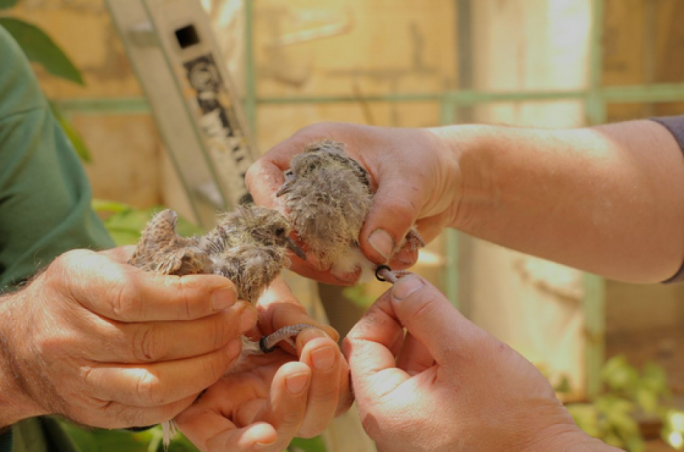 The FKNK said the released birds could serve as compensation for the turtle doves that 'may' have been taken from the wild