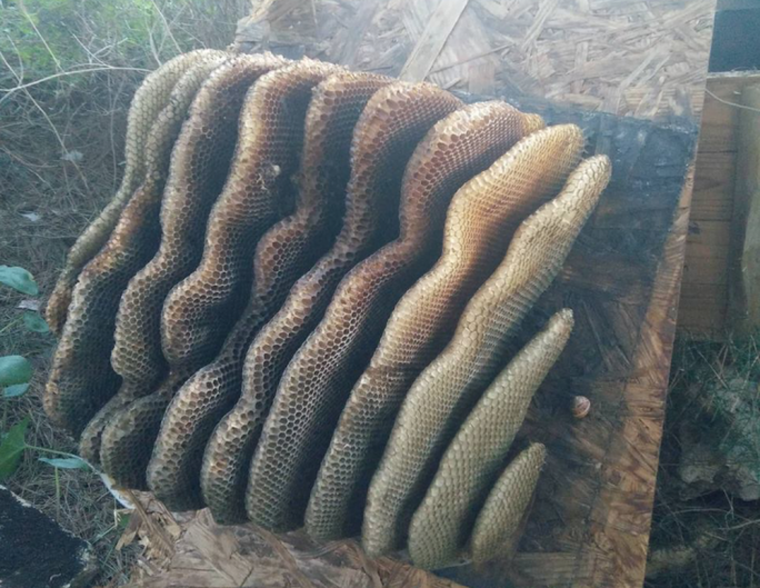 Left: cells within bee colonies that are vacant of pollen and nectar