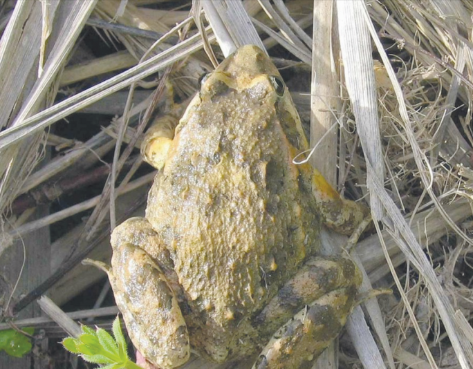 The biggest threat for the frog in Malta comes from the destruction of its habitat