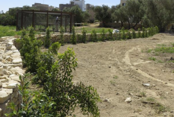 The ERA’s compliance directorate found trenches had been dug in close proximity to the protected olive trees