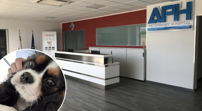 Family says failed vet system led to the death of two-year-old dog