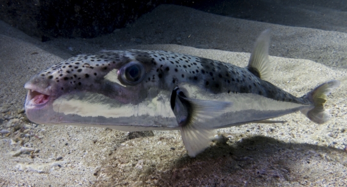 Silver-cheeked toadfish