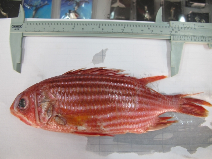 Squirrel Fish