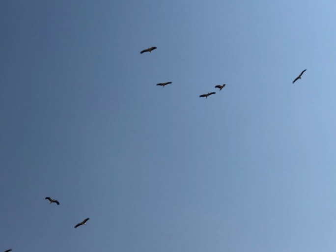 The storks soaring over Zebbug this morning as they make their way to North Africa