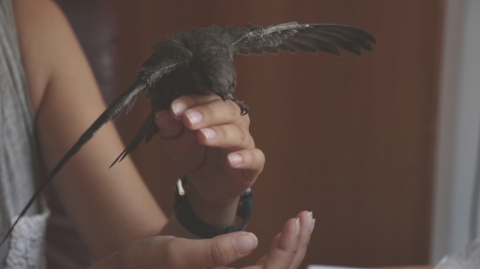 Swifts are highly aerial and amongst the fastest of birds