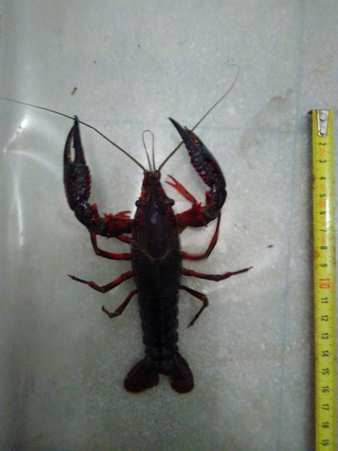 The red swamp crayfish, a native of North America, was also recorded in Maltese valleys and freshwater pools
