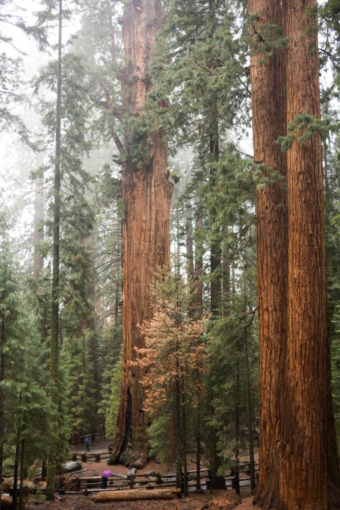 The General Sherman tree is believed to be around 2,500 years old and is not only the largest living tree but also the largest living thing in the world by volume