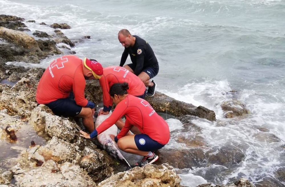 Dolphin washes ashore and dies despite lifeguards’ best efforts