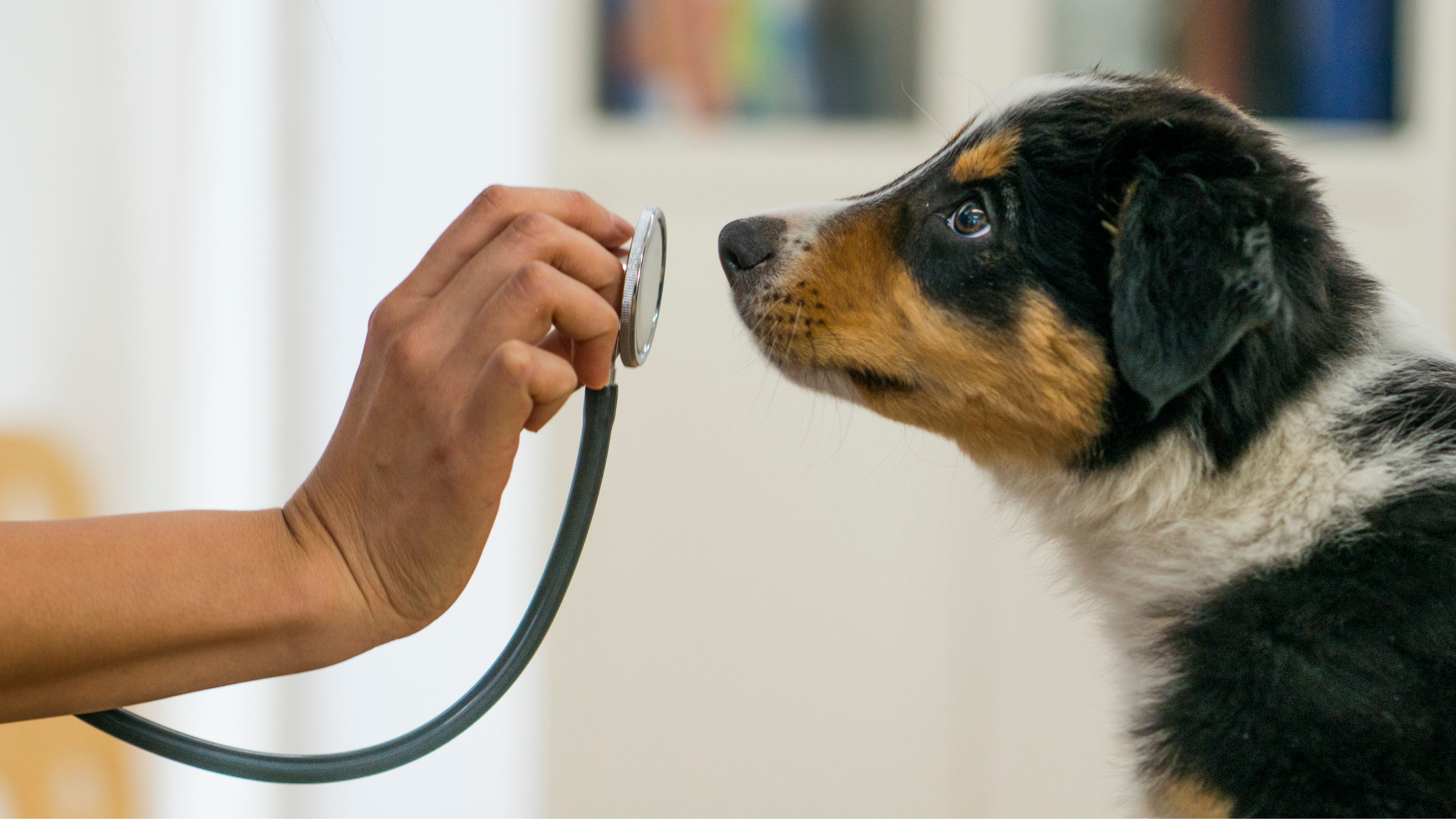 The professions proposed to be brought under this new framework are veterinary nurses and technicians, groomers, farriers, fish experts, and animal trainers