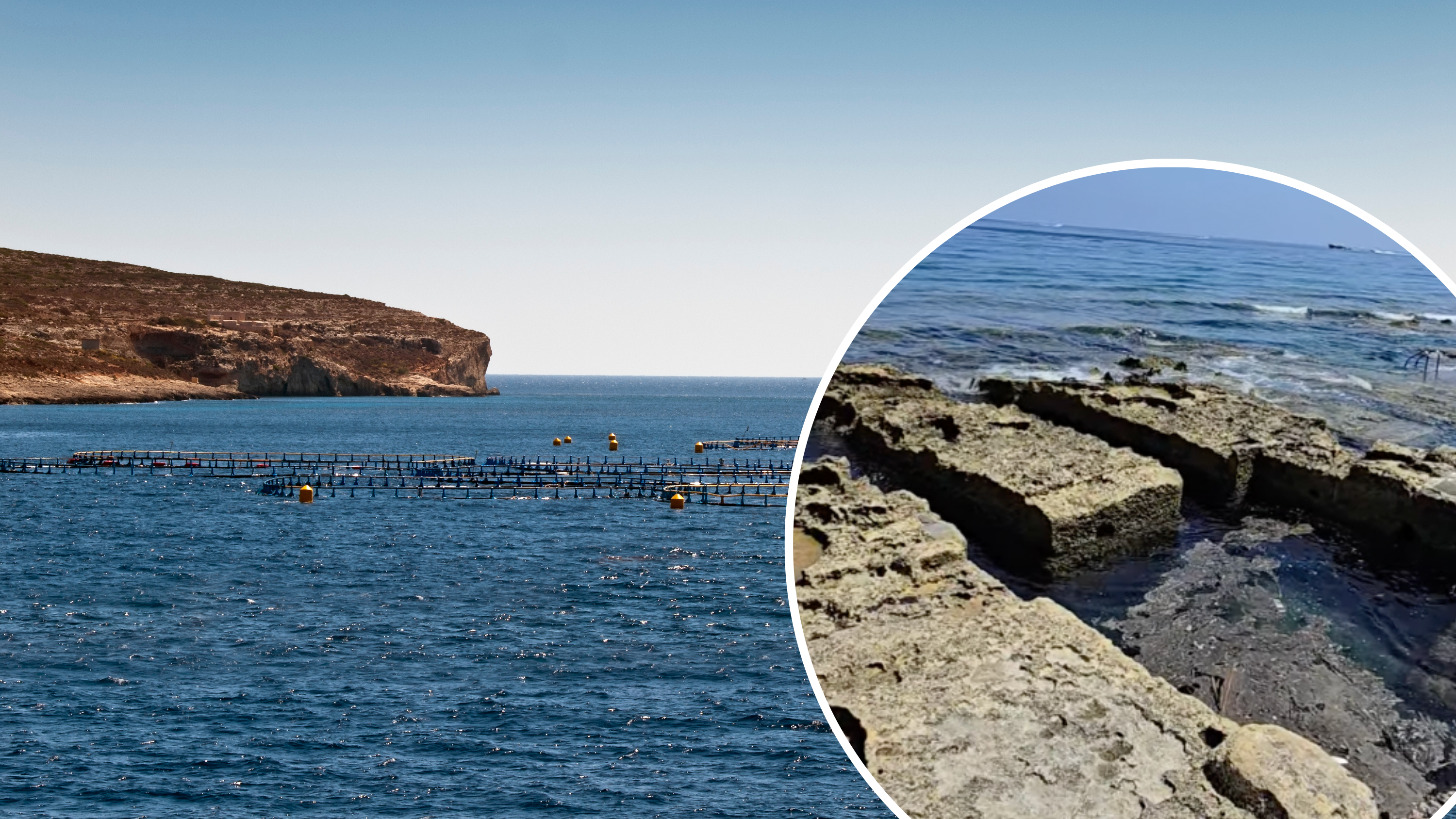 Aquaculture lobby says 'slime' that washed up on Sliema is 'organic waste'