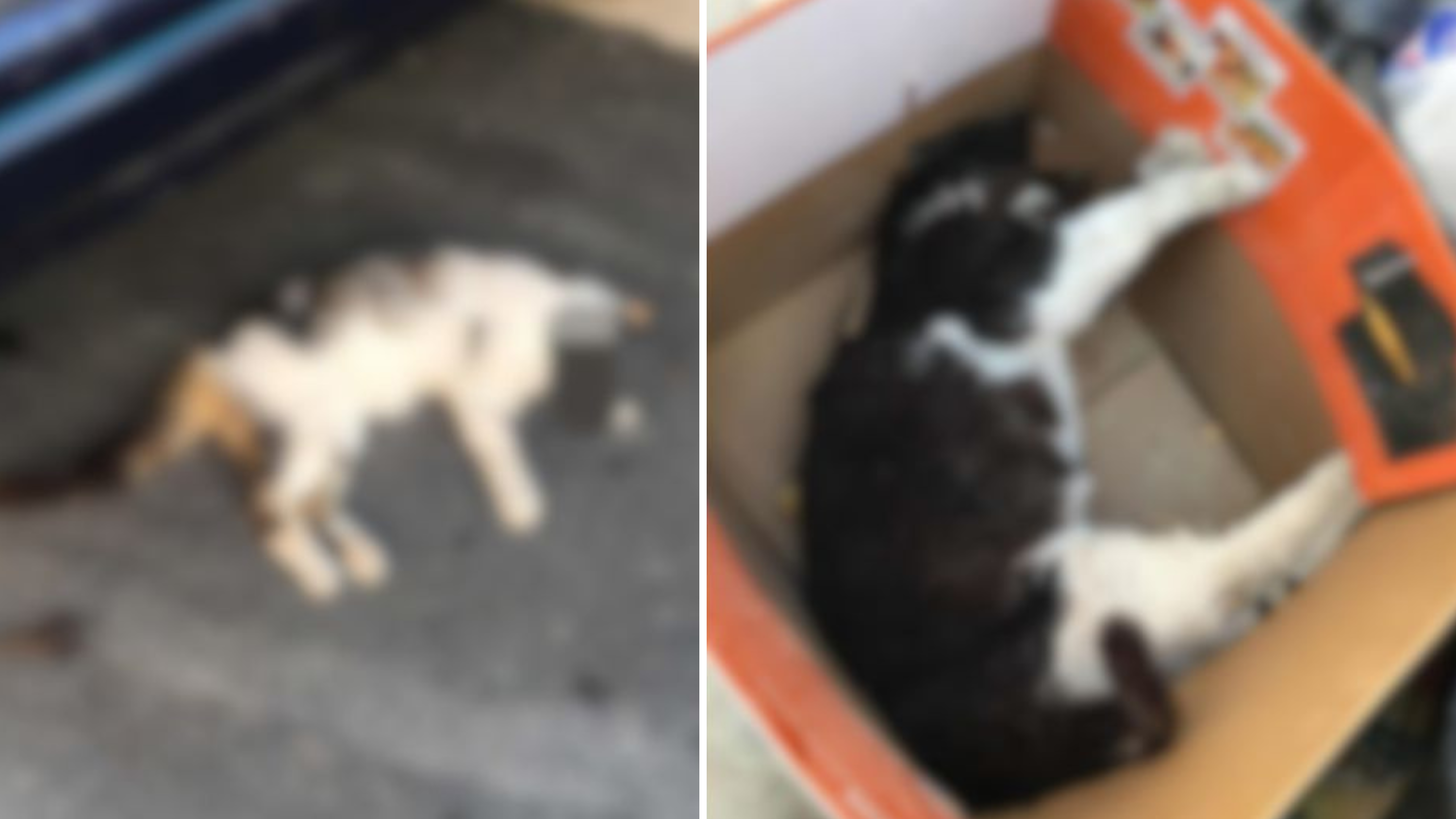 Photos of the mutilated cats were shared on Malta Pet Adoption Group on Facebook