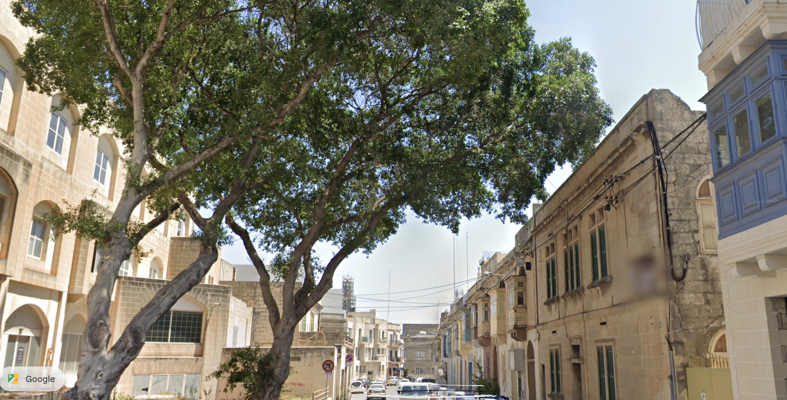 Balzan Ficus Trees 