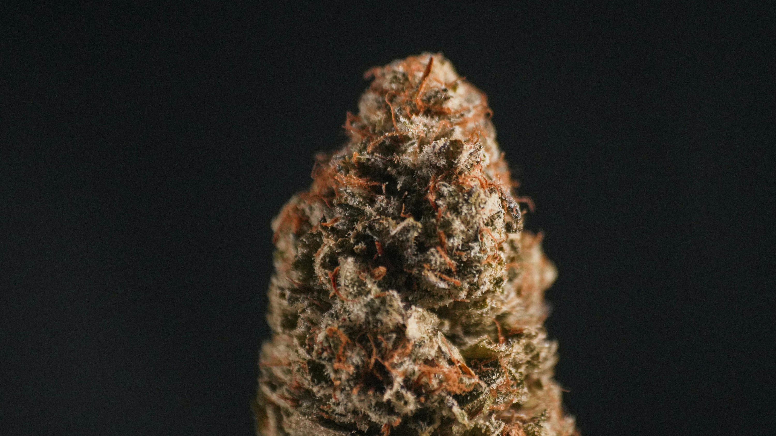 The case centred on the arrival of approximately 24 kilograms of cannabis grass brought into Malta from Dubai