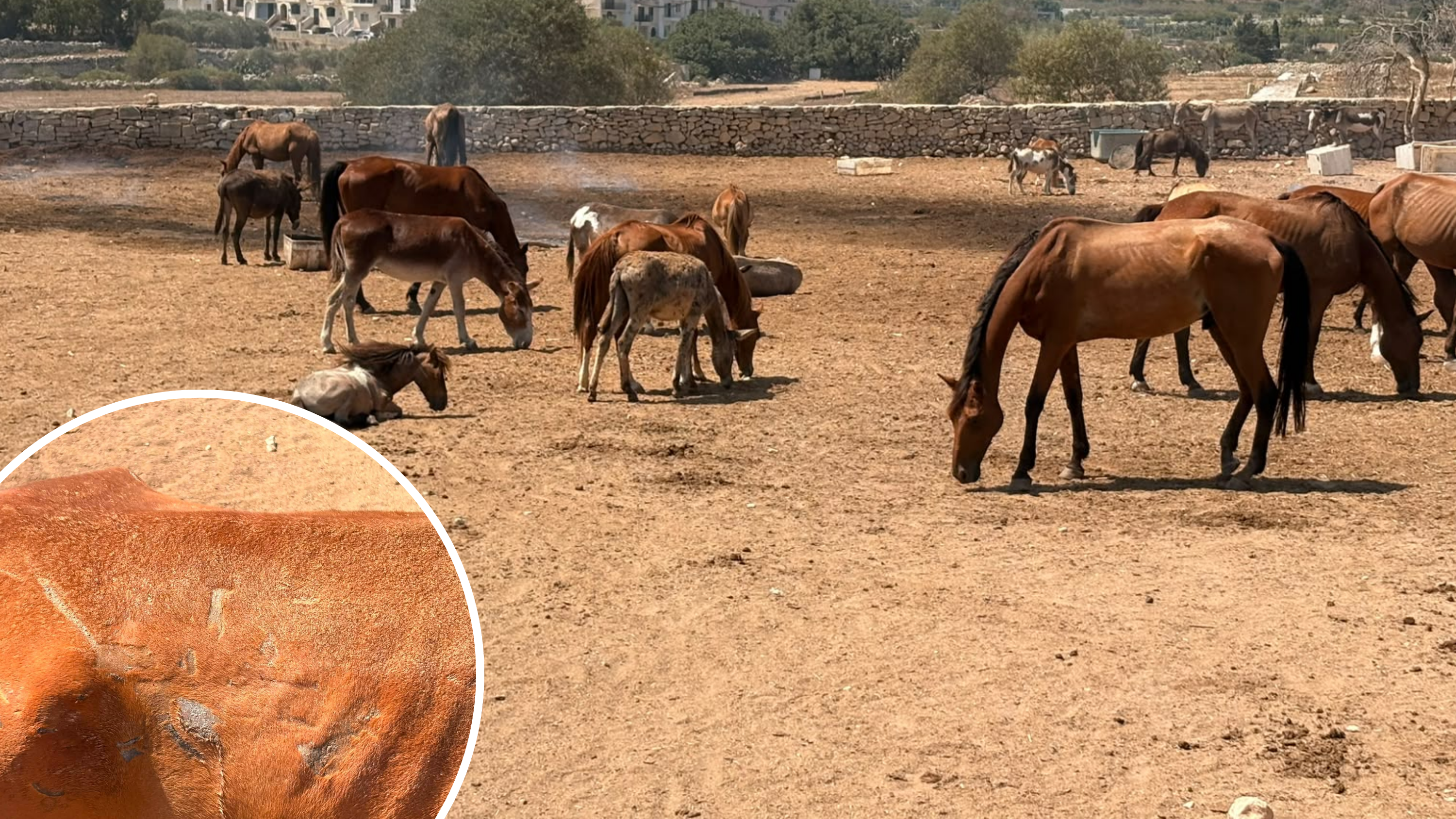 This comes after animal activist Romina Frendo visited the site and reported it to the police. Speaking to MaltaToday, Frendo said several of the animals had visibly protruding ribs, and that a foal collapsed in front of her while she was there