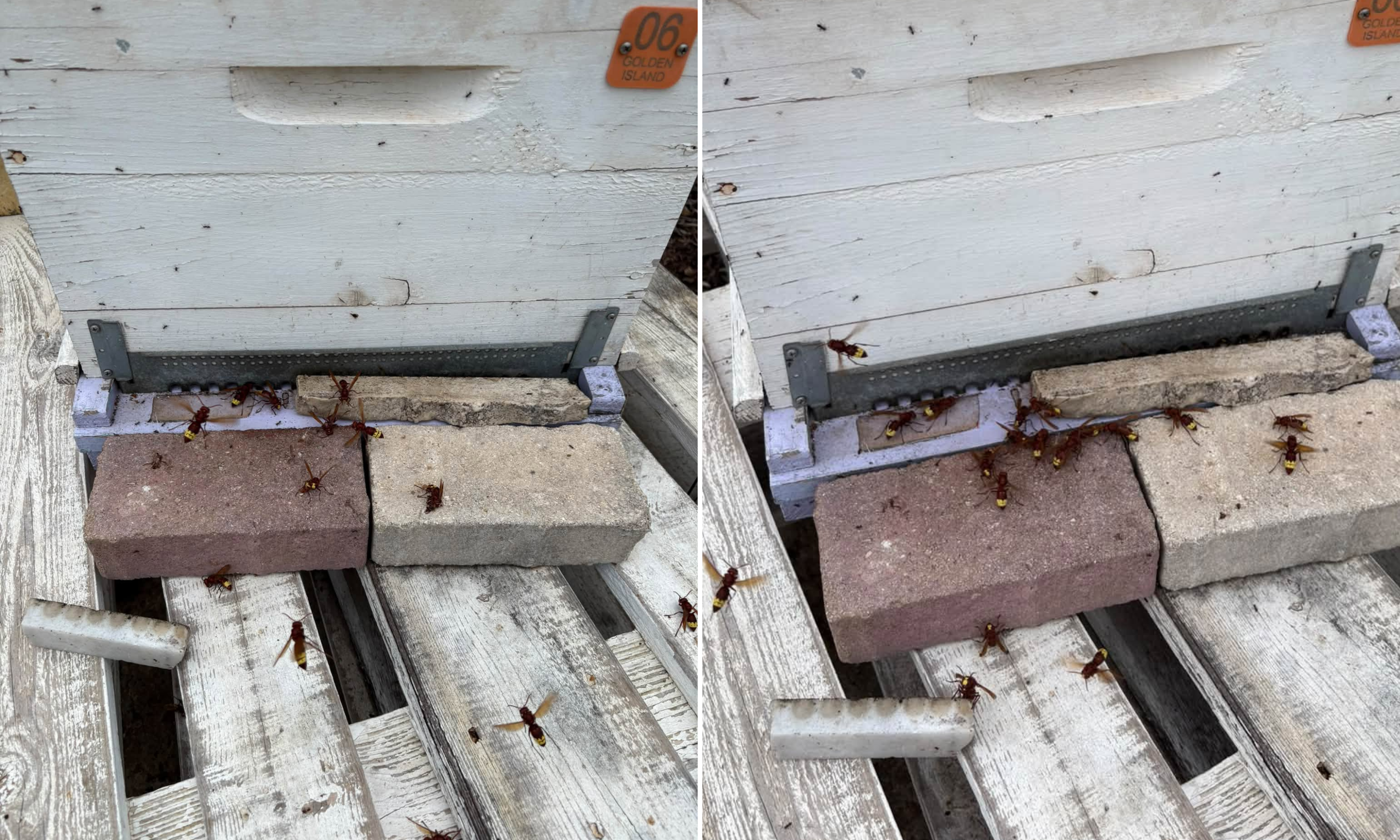 Beekeepers have taken to Facebook to raise the alarm on hornets (Photo: Facebook)