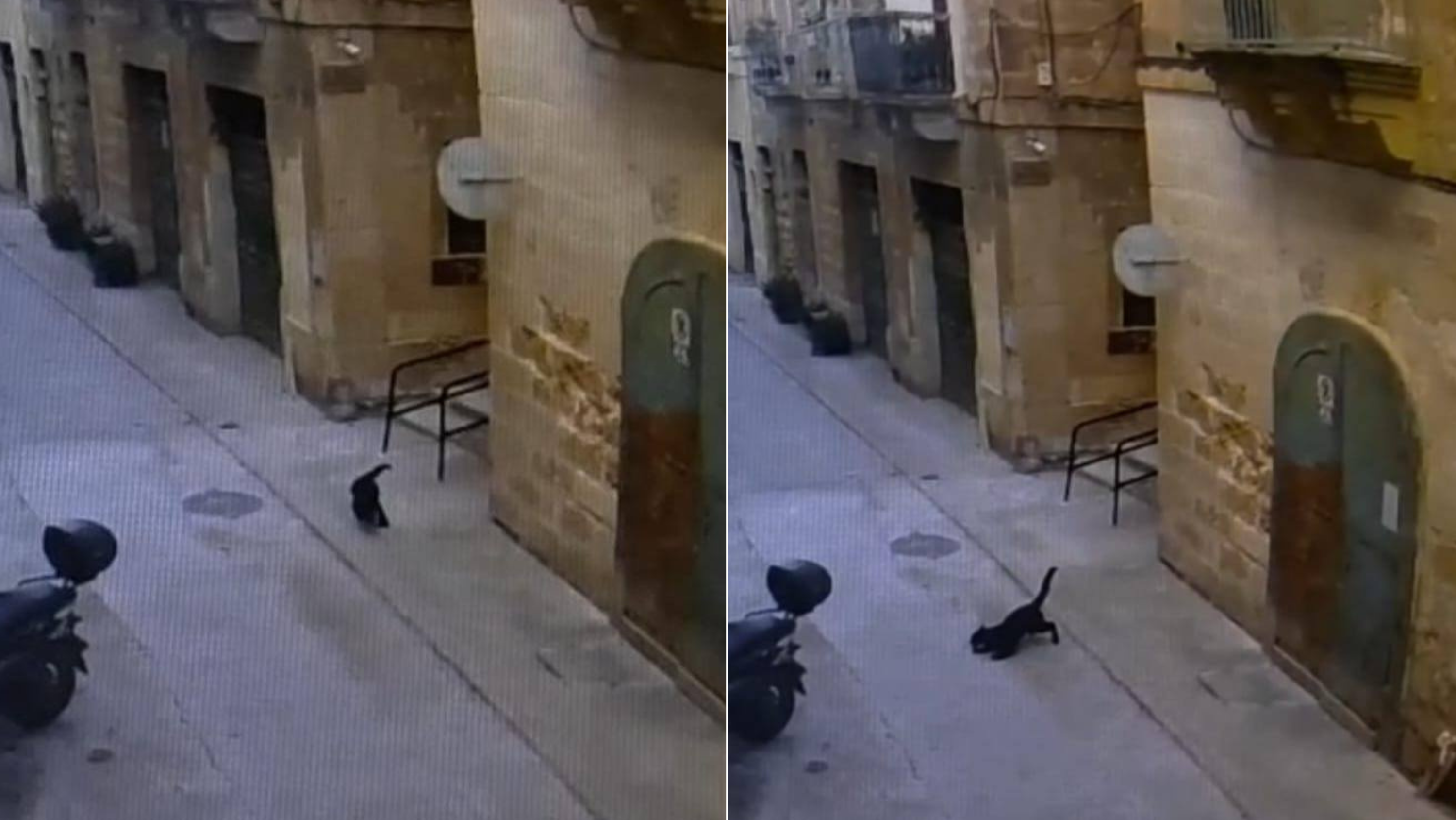In February, images and videos published online showed the black panther cub dropping from a seemingly high place into the street below. The animal can be seen regaining its balance, before running into a side street