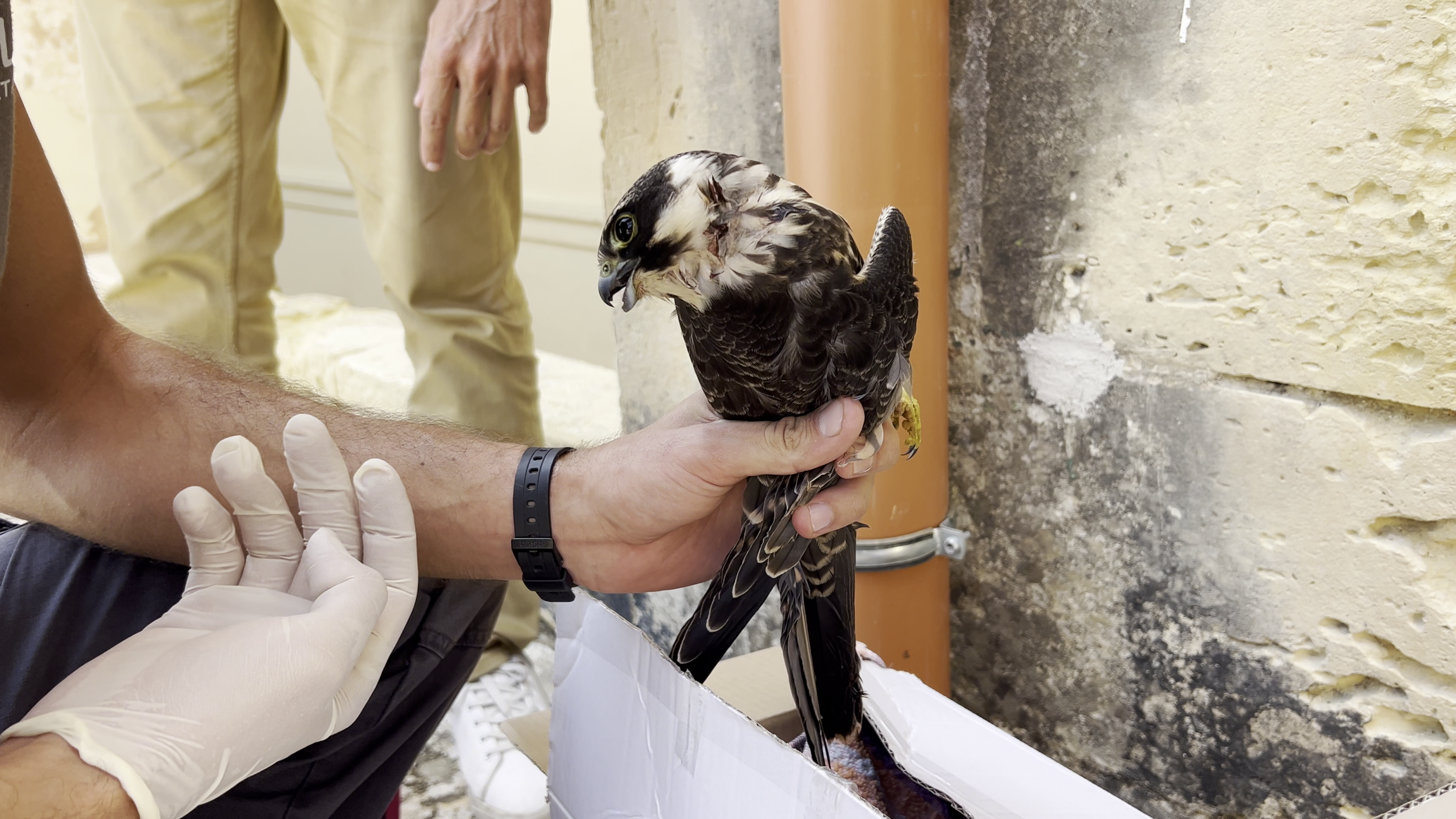 The incident comes as Prime Minister Robert Abela is seeking to reduce penalties for people who breach laws protecting wild birds, according to BirdLife Malta