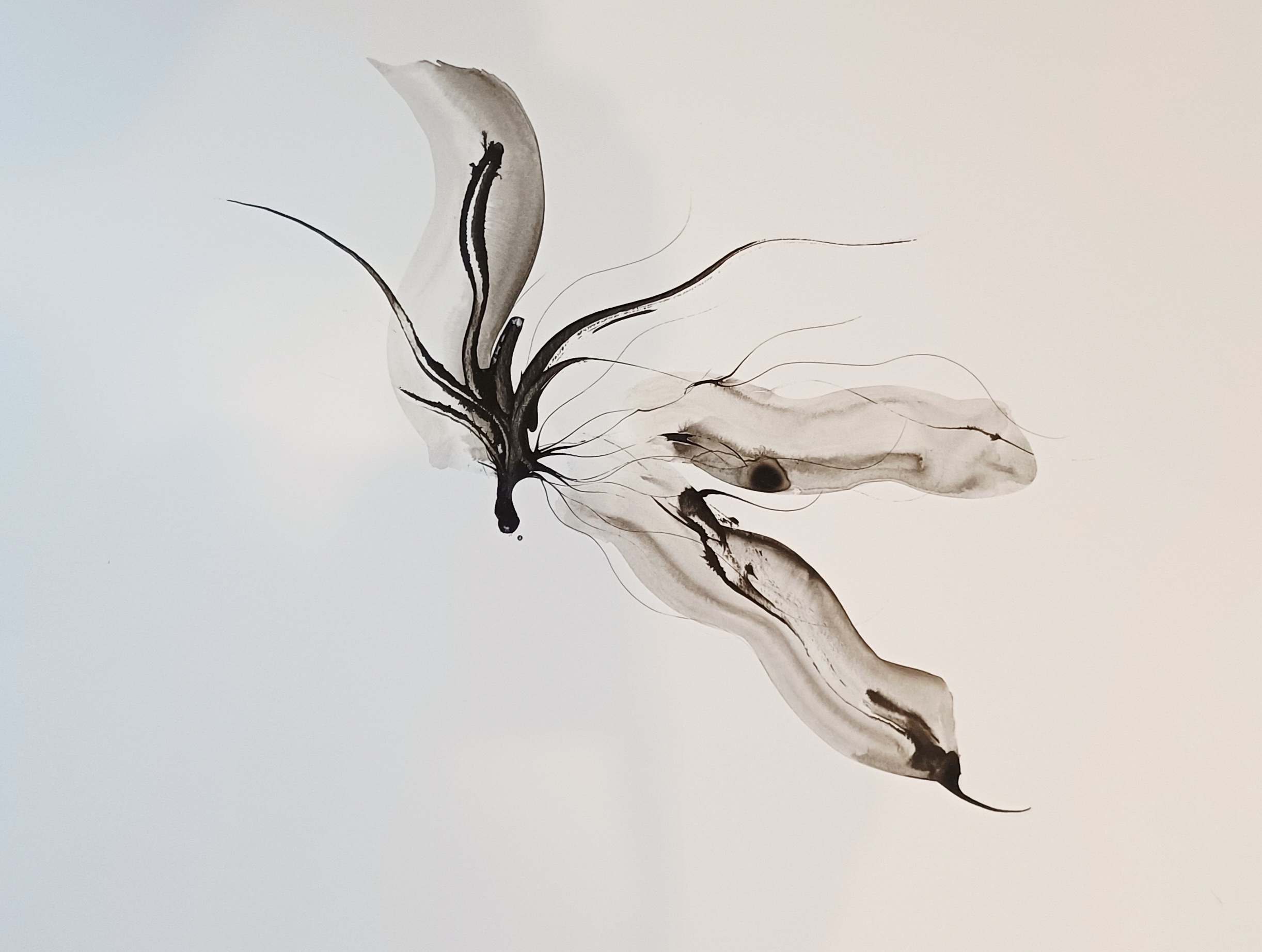 Xaxa Calleja: 'We associate white space with being empty but, is that space really empty?'