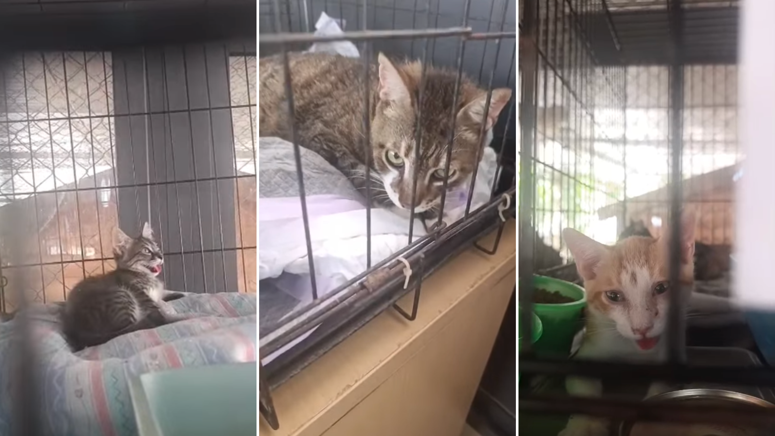 Bormla cat shelter appeals for urgent help after power cut leaves animals at risk