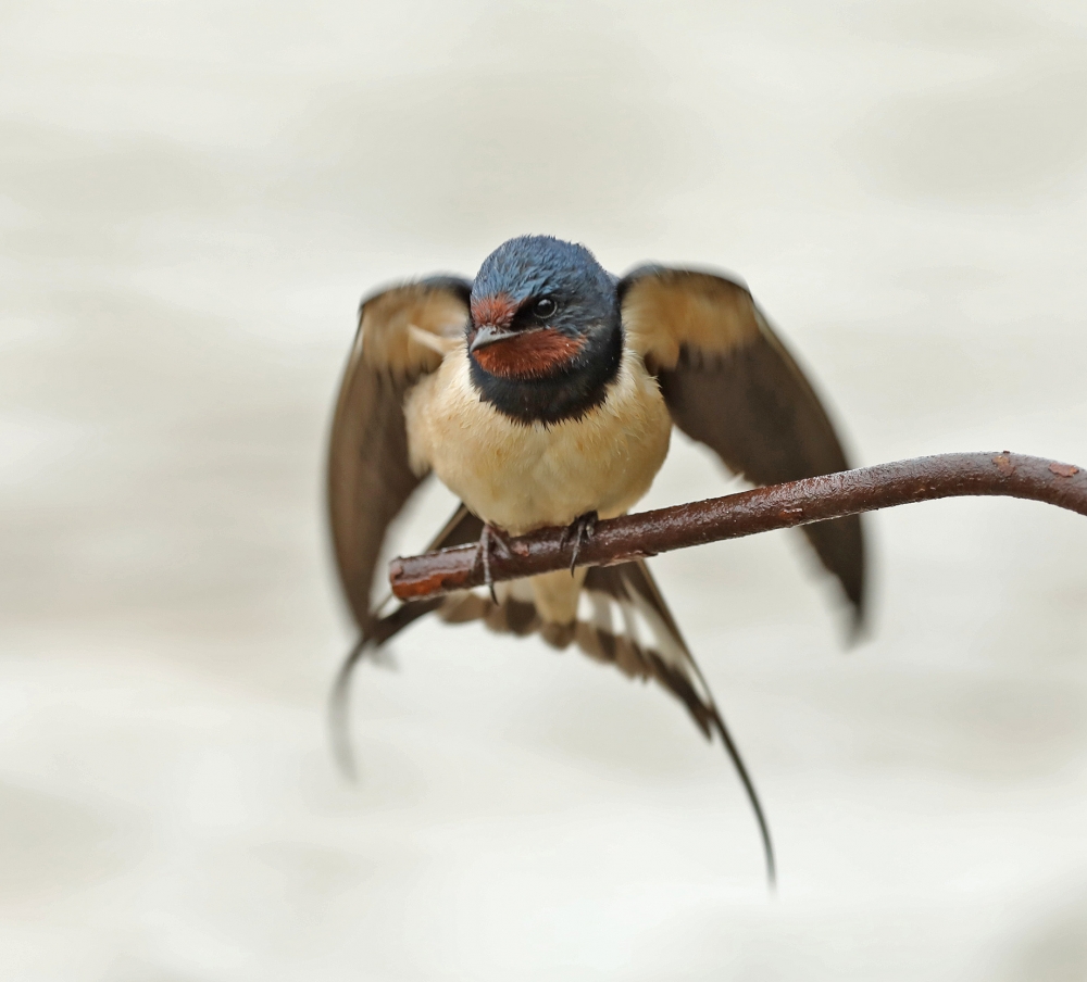 [WATCH] At the first signs of spring, BirdLife extends opening hours of nature reserves