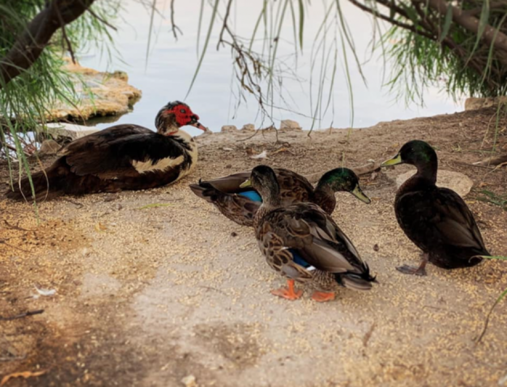 Public warned not to touch or pick up infected ducks at the Salini Nature Reserve