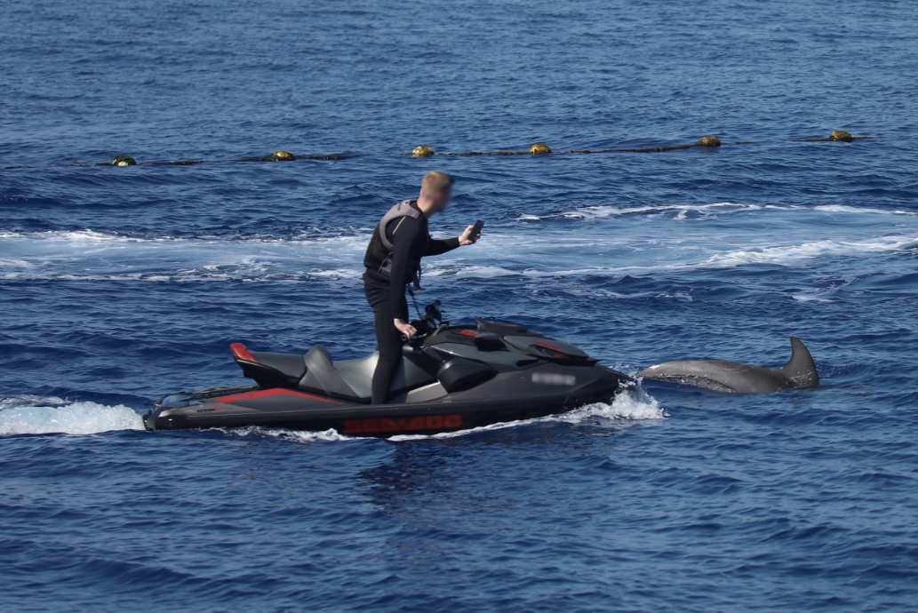 Calls grow for action over repeated harassment of dolphins by recreational vessels