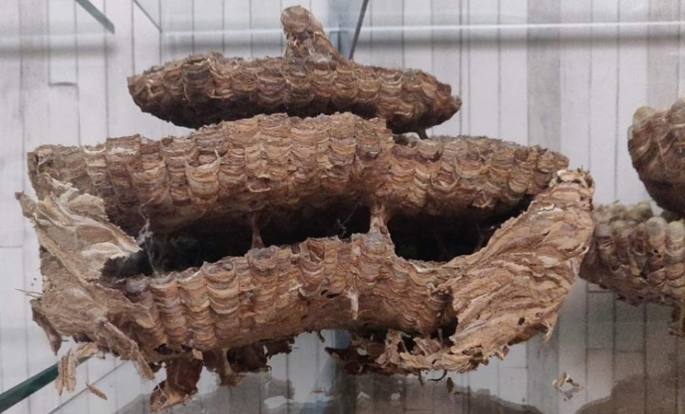 An oriental hornet nest 