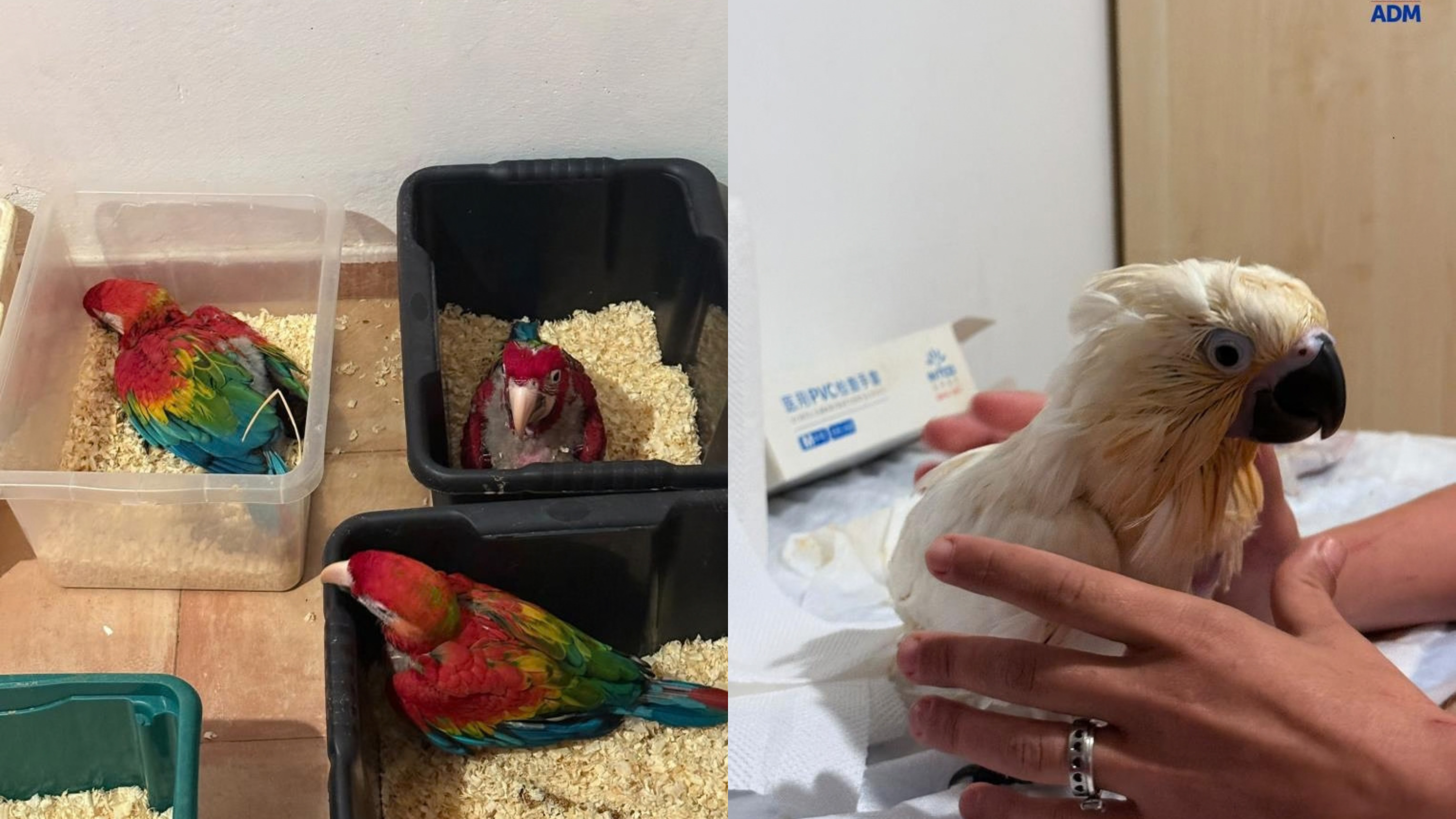 The species identified in the supplied reporting were three species of macaws and two species of cockatoos: Ara macao, Ara chloropterus, Ara ararauna, Cacatua roseicapilla and Cacatua alba (Photo: Guardia di Finanza)