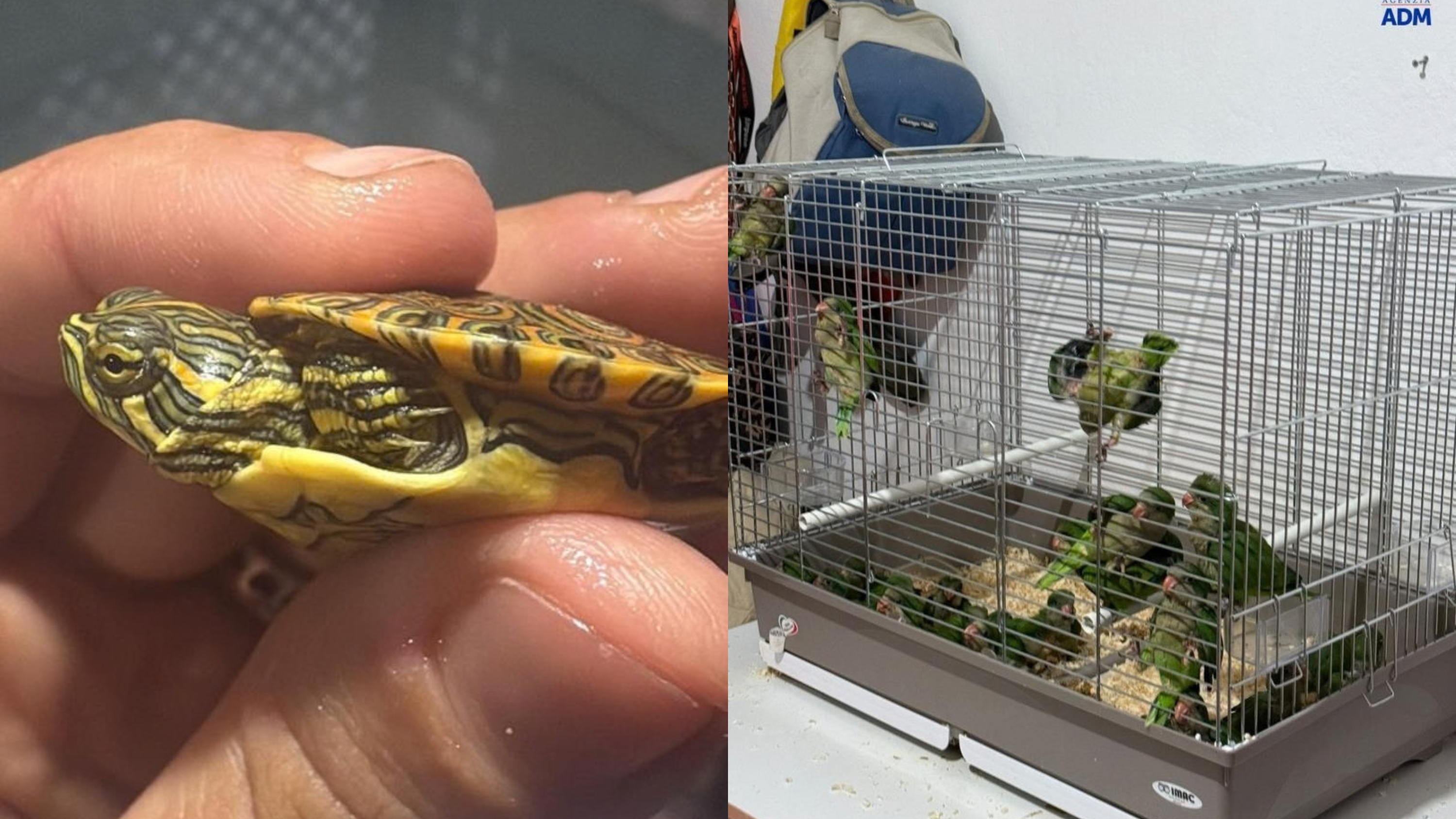 The man was transporting 300 tortoises and 77 parrots inside a vehicle that lacked adequate space and temperature control to safeguard their health (Photo: Guardia di Finanza)