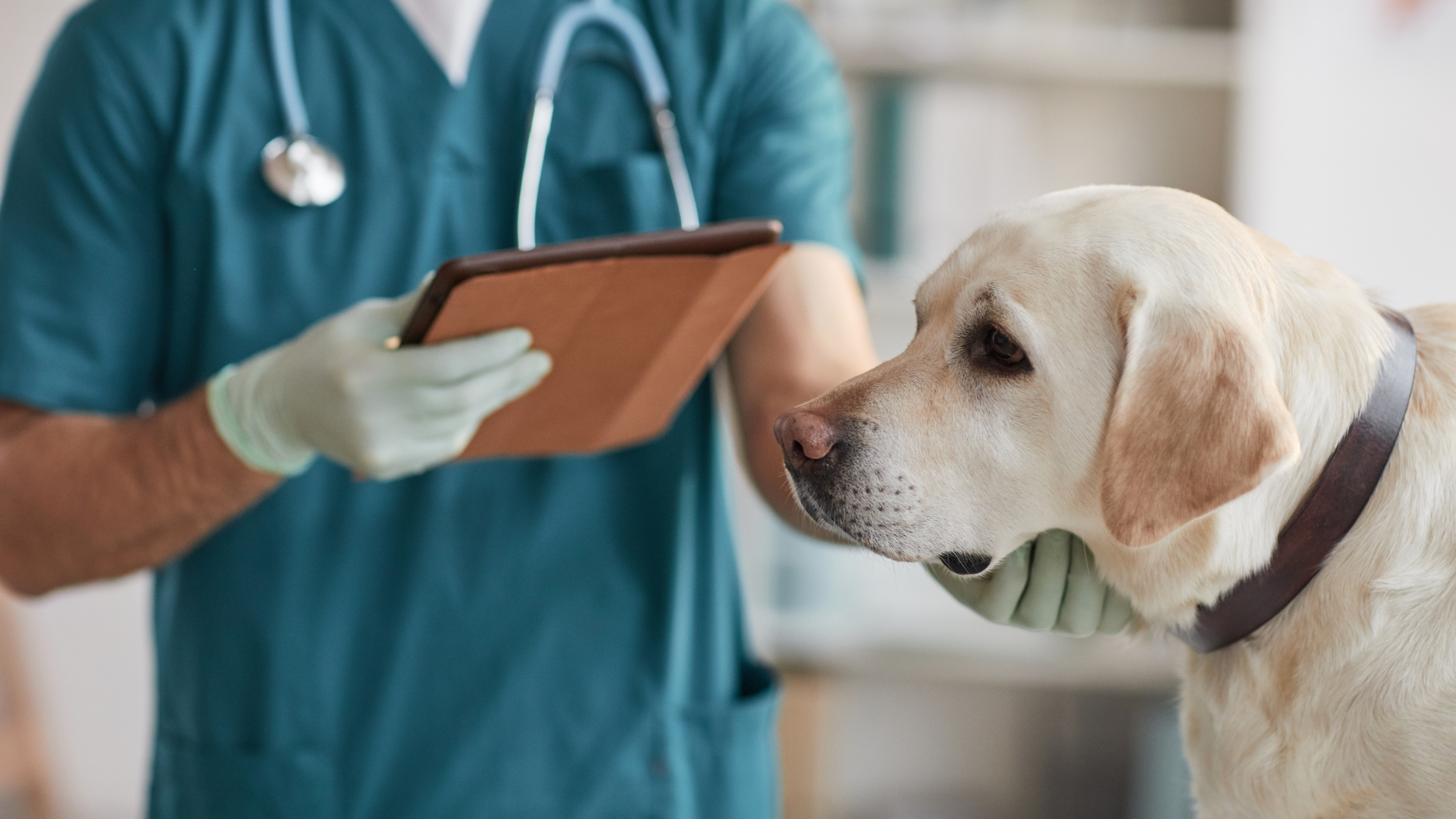 Ta' Qali animal hospital to be opened 'in the coming weeks,' Clifton Grima promises