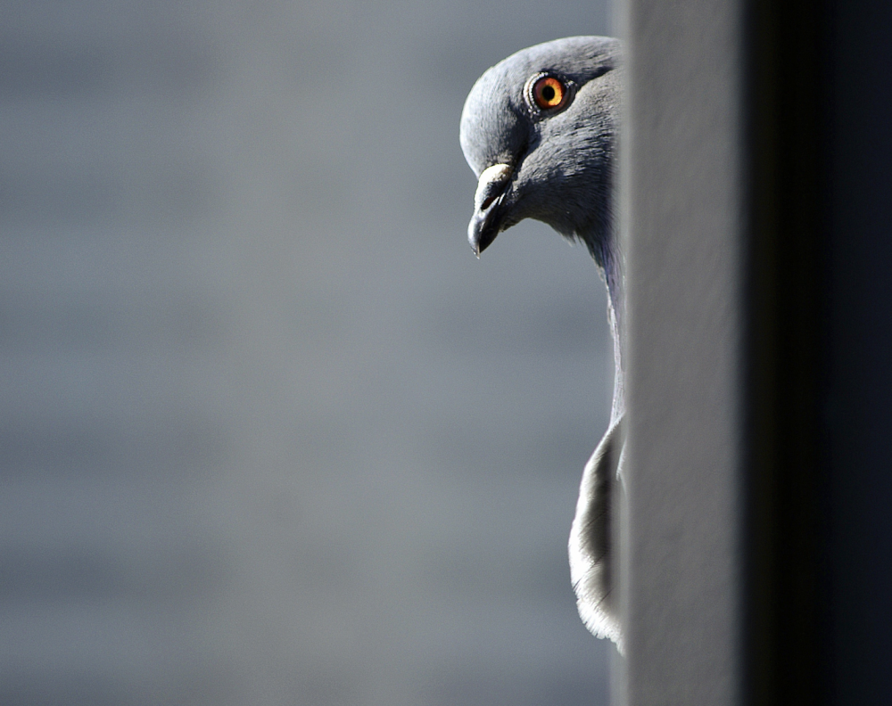 Culling is an ineffective means of controlling pigeon populations | Paul C. Saliba