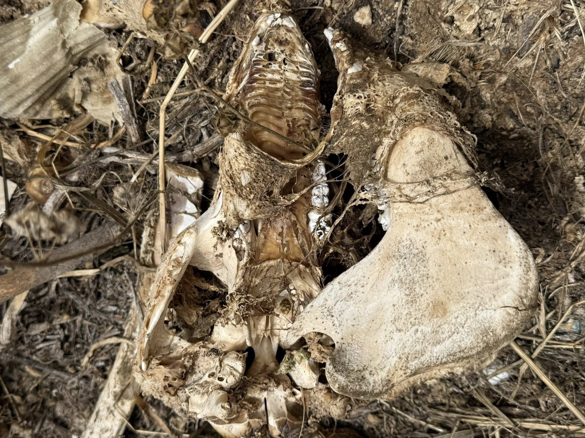 Animal skull found in field (Photo: MSPCA/Facebook)